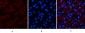 FAS Polyclonal Antibody